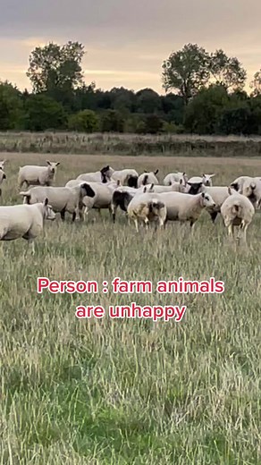 Happy Sheep Dancing and Playing Video Compilation