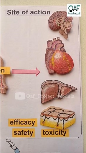 Pharmacokinetics : Adme overview | pharmacology #jaidmeel