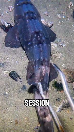 Prise d’un requin dormeur!!! #mer #ocean #peche #nature #animaux
