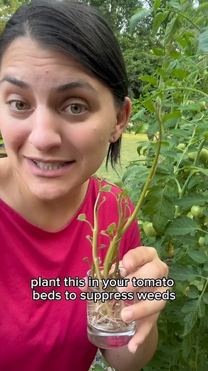 44K views · 150 reactions |  Tomato Tuesday Tip  Here’s my...
