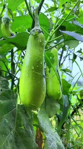 #rain #relax #forestwhispers #meditationsounds #rainoundforsleep #rainsound