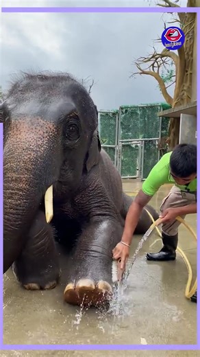37K views · 166 reactions | Have you ever seen an elephant getting washed ? | Magic Hands Creations | Facebook