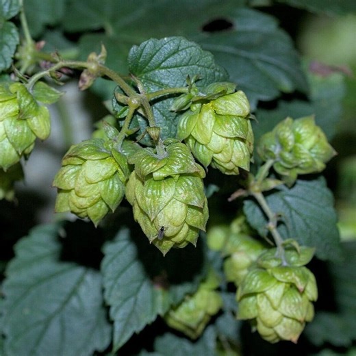 Common Hops Humulus Lupulus, Non GMO Perennial Vine Seeds for Planting, Ornamental Climbing Plant for Gardens