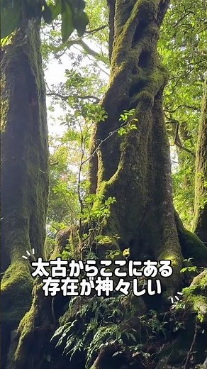 ゴールドコーストの絶景スポット！世界遺産スプリングブルック国立公園｜日本人ガイドツアー