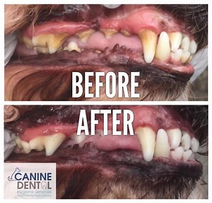 Anesthesia free teeth cleaning is coming to SYDNEY! Canine Dental Hygiene Services are coming to Sydney. We will be in your 'hood on Killarney Heights - Barkingham Palace Killarney Heights Sunday 24th of September Surry Hills - Dogs @ Play Monday 25th and Tuesday 26th of September Sylvania - Woof the original dog grooming Wednesday 27th and Thursday 28th of September Only a few spots available Call us to book your first clean or quarterly maintenance. Free dental checks also available but again,