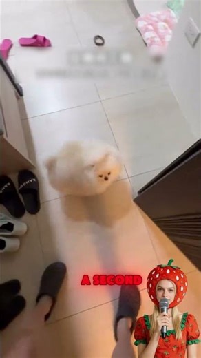 🐕🎉🏡Cute doggy spins around with joy welcoming master back home #funnypets#funny#funnyvideos