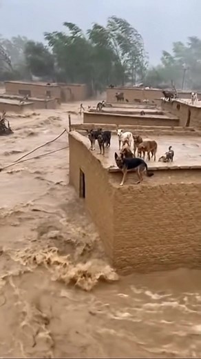 4.4K views · 20 reactions | Dozens of Dogs Cling to the Flat Roofs of Submerged Mud Homes to Escape the Raging Flash Flood. @followers | Ancient Civilizations | Facebook