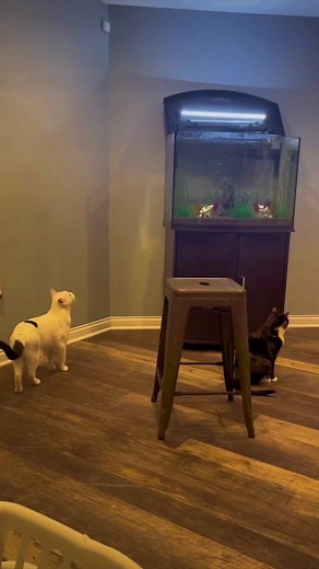 Cat went fishing #screammovie #foryou #comedy #al_kg #1b1gal #trending #viral #beforeandafter #stitch #foodtok #fyp #fail #xyzbca #weird #funny #hairstyle #catsoftiktok #cats #dog