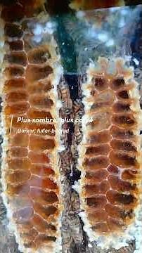 Cire, miel, couvain...tout s’installe ! | Wax, honey, brood…the hive is booming ! #abeilles #bees