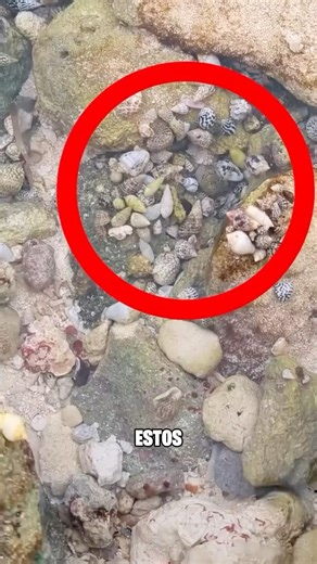 Hermit crabs 🐚⚠️