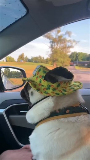 Living that Pug Life.. That's my game. | SpeakPug