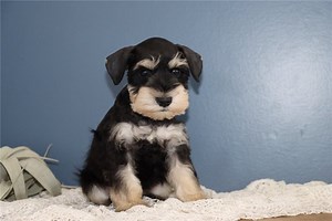 Mason - Miniature Schnauzer Puppy E98459
