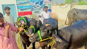 Business talks official#kingofpunjab#naliravi #rayaqibjavedgabbonjhotian #world_biggest_udder_buffalo#Haji_Shaukat_Doggar_Multan#world_highest_milking#Babr2_bull#Dosu_Jutt#Bilu_Gujjar#Nili_Ravi_Buffalo#Big_udder_buffalo#Sahiwal_Cow#Dairy_Farm#Nili_Breedbuffalo videos,buffalo fight,buffalo farm,buffalo cartoon,buffaloes,buffalo farming in pakistan,buffalo farm in pakistan,buffalo animal,buffalo artificial insemination,a buffalo kills a lion,a buffalo versus a lion,a buffalo versus a bull,a buffal