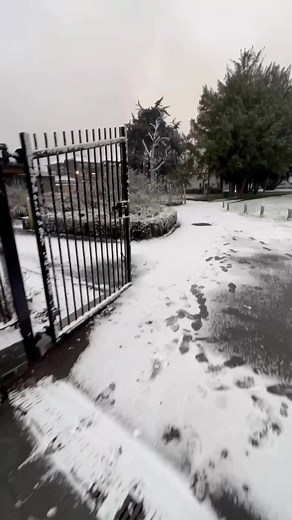 Serene Snowfall Scenes in a Residential Area