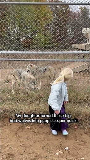 Silly Wolves Want To Play With Little Girl Outside Of Their Cage