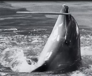 Dolphins trapped in the global wildlife trade have nothing to smile about. Help us spare future generations from a life of suffering. | World Animal Protection UK