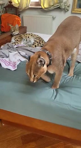 Serval-like Domestic Cat Moments Captured on Video | TikTok