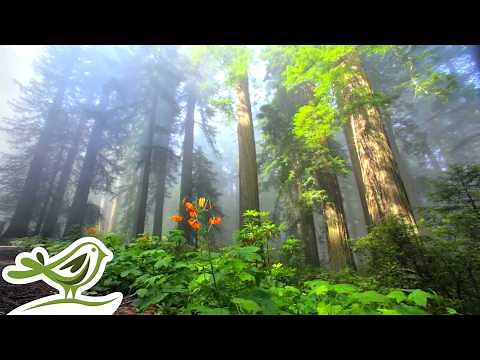 Peder B. Helland - Sunny Mornings | Peaceful Instrumental Music