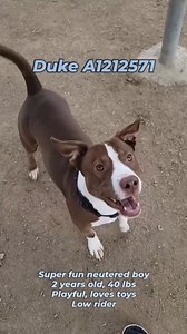 1.6K views · 66 reactions | DUKE (1212571) "Duke is a shorty! With...
