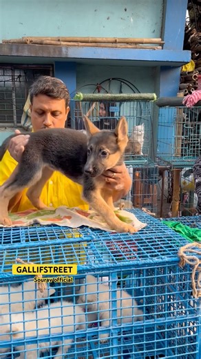 GALLIFSTREET pet market/dog market Kolkata |#ytviralshorts #ytshort #gallifstreet #dogbreed #pets