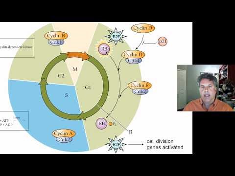 Cinelecture 67b - The Cell Cycle and Cancer: Tumor Suppressor Genes