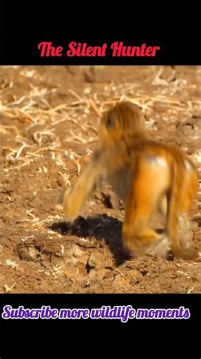 Leopard Powerful Hunt | Real Wildlife Moment 🐆 #shorts