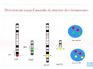 les techniques de cytogénétique partie 5