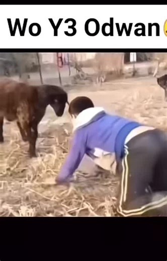 Goat Interaction: A Charming Outdoor Encounter