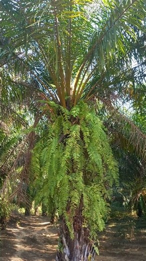Oil palm and fern🌿 #nature #agriculture #tree