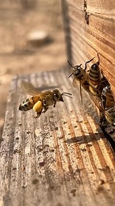 Maple 🍁 and willow tree pollen rules the day! | Cody's Honey Farm