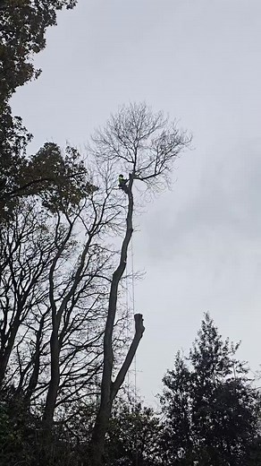 Ditch of doom #treesportsfans #treesurgery #treeclimbing🌳 #treeworking #treelife #treeclimber #trees #wales #arborist | GroundsWise