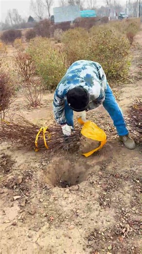 Professional Gardeners Secret: Fast Tree Root Packing Hack!