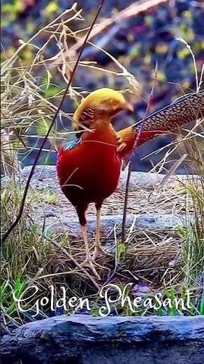 Golden Pheasant.