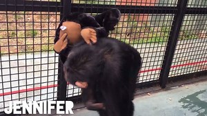 8.3K views · 502 reactions | The chimpanzees recently received a stuffed chimpanzee toy from a generous donor. Jennifer, the youngest chimp at the sanctuary, seemed to like the toy and took to carrying it around on her back, similar to the method female chimps use to carry their young in the wild. | Project Chimps | Facebook