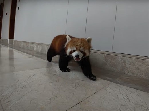 Chinese hotel under fire for using red pandas as wakeup service