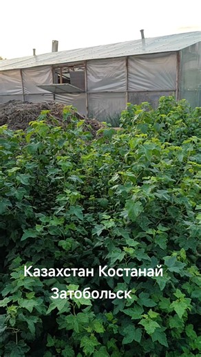 #лето2026 #казахстан #костанай #затобольск #любимыйогород😍