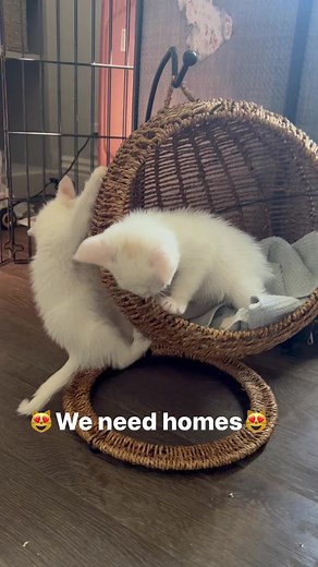 2.4K views · 61 reactions | We need homes and more fosters to be able to save more Please share for help. Our wishlist is on our IG page if you can donate. Same name.❤️ So many babies to save.梁 | Saving Baldwin Park Shelter Dogs | Facebook