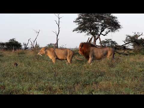 Mating Lions in the Kruger National Park