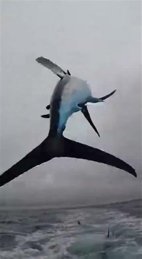 Giant Marlin Slams Onto Deck as Fins Charge the Wake