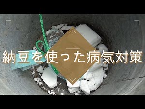 Preventing illness with natto