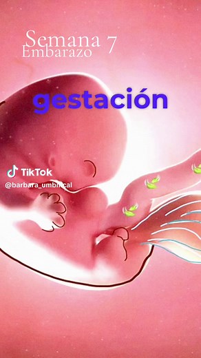 Desarrollo de tu bebé en la semana 7 de embarazo