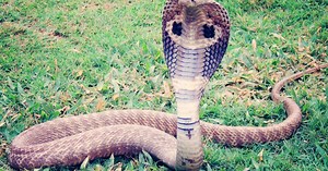 Un nouvel espoir face aux morsures de serpent, "la plus mortelle des maladies tropicales négligées"