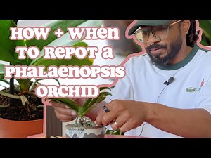 Phalaenopsis Orchid Repotting: A Step By Step Guide