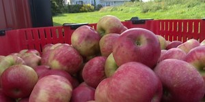 The 38th annual Apple Butter Festival is underway in Salem