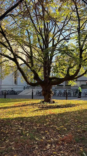 7K views · 148 reactions | Autumn at Trinity College Dublin hits different | Trinity College Dublin Global | Facebook