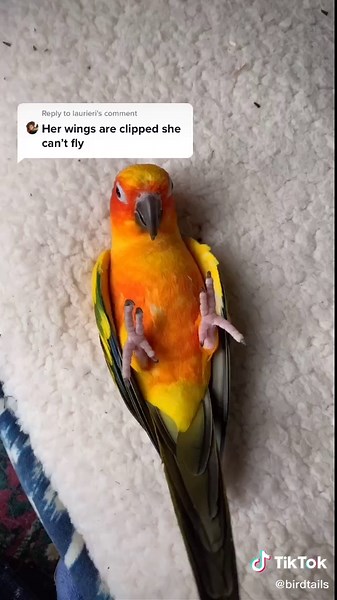 The Impact of Clipping Birds' Wings