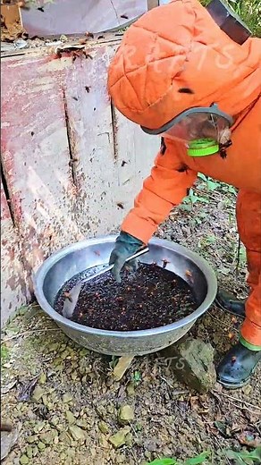 Extreme Wild Giant Hornet Larvae Harvesting Wood Nest 🐝