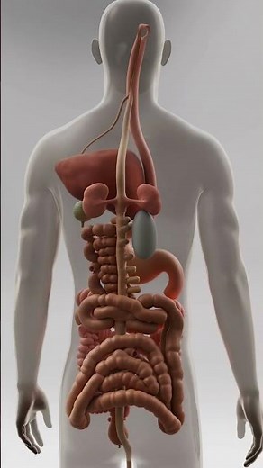 3D Transparent Human Digestive System | Realistic Medical Animation | Human Body Structure