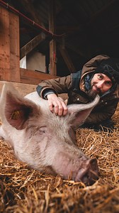 Alles hat ein Ende nur die Wurst hat zwei🐽 Ich bin froh, dass es Bibi❤️ und ihren Mitschweinen bei @lebenstiere bestens geht. Die Wunden auf ihren Körpern sind verheilt, ich hoffe die seelischen auch. Sie leben ein Leben in Ruhe und Frieden. Ich könnte mir für sie und für mich nichts Schöneres wünschen. Ich verabschiede mich damit endgültig aus dem (Nutz-)Tierschutz und versuche dann mal meine Wunden aus den letzten Jahren zu heilen ❤️‍🩹 Vielen Dank an alle Menschen, die um- & nachgedacht habe