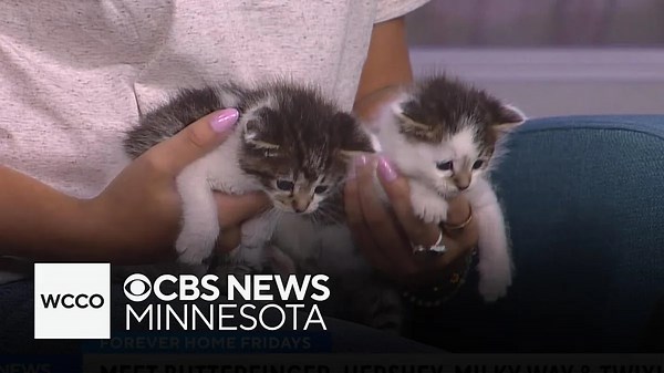 You won't believe how much noise these kitten pet guests make during their big moment
